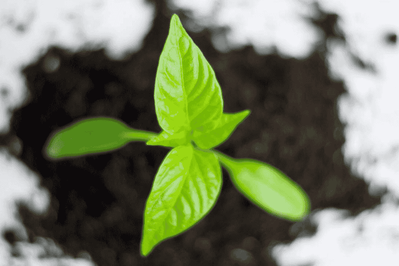 green leaf image