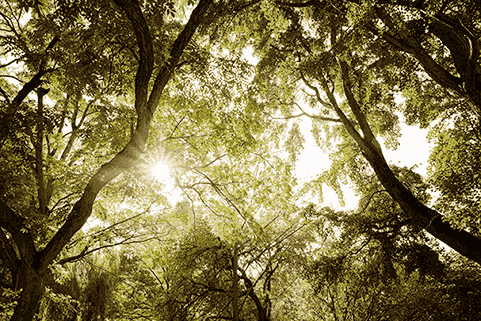  trees saving sun heat image 
