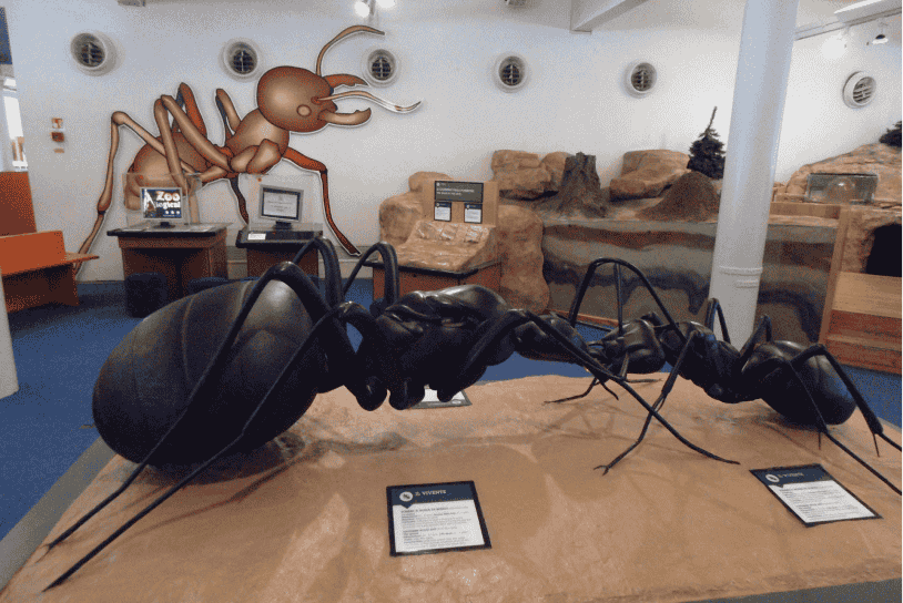 structure of an ant 