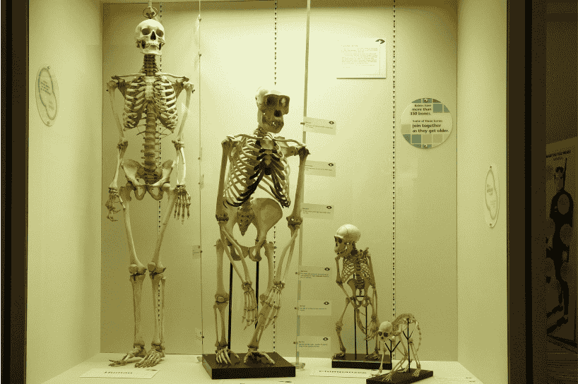  structure of humain body in various sizes