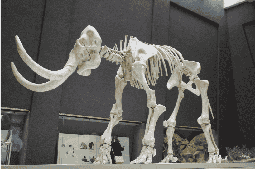 animal structure